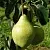 Груша МИНСКАЯ колонновидная в Сургуте
