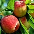 Персик в Сургуте