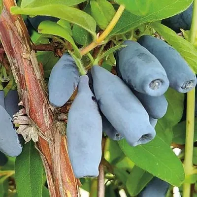 Жимолость съедобная ВОСТОРГ в Сургуте