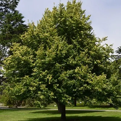 Липа сердцевидная  Липа сердцевидная в Сургуте