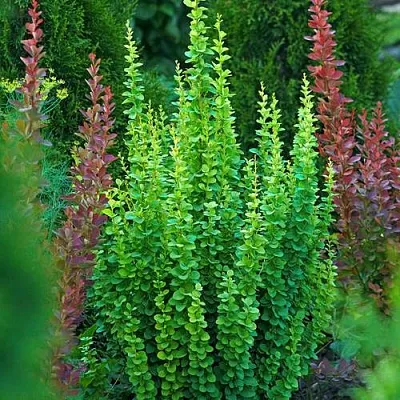 Барбарис ЭРЕКТА тунберга  Барбарис ЭРЕКТА тунберга в Сургуте