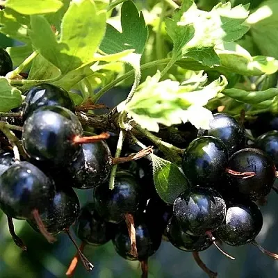 Золотистая в Сургуте