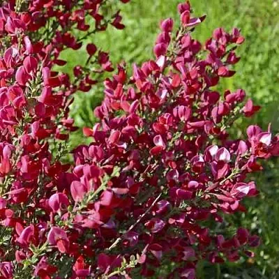 Ракитник БОСКОП РУБИ   Ракитник БОСКОП РУБИ  в Сургуте