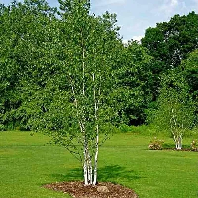 Береза бумажная  Береза бумажная в Сургуте