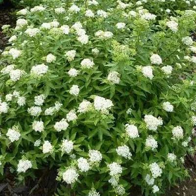 Спирея АЛЬБИФЛОРА японская  Спирея АЛЬБИФЛОРА японская в Сургуте