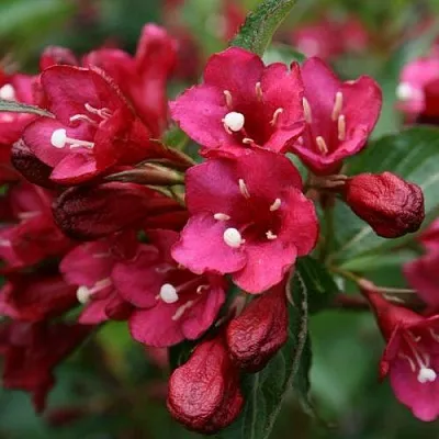 Вейгела ЕВА РАТКЕ в Сургуте