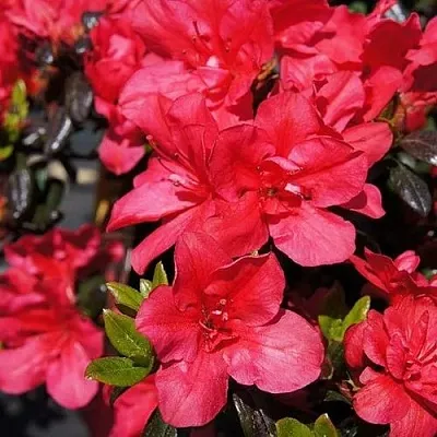 Азалия МАРУШКА японская  Азалия МАРУШКА японская в Сургуте