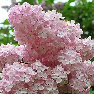 Сирень ВЕЧЕРНИЙ ЗВОН  Сирень ВЕЧЕРНИЙ ЗВОН в Сургуте