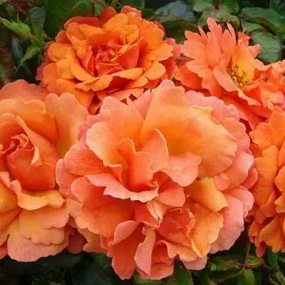 Саженцы роз БРИДЖ ОФ САЙЗ плетистая  Саженцы роз БРИДЖ ОФ САЙЗ плетистая в Сургуте