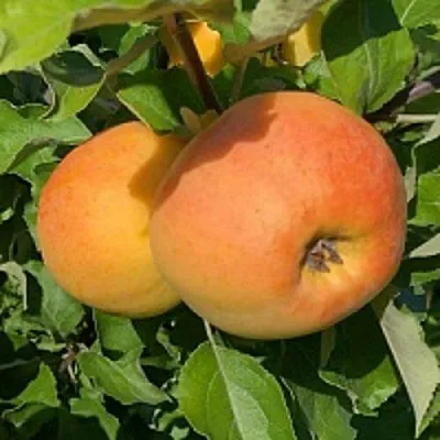 Яблоня АНТОНОВКА ЗОЛОТАЯ  Яблоня АНТОНОВКА ЗОЛОТАЯ в Сургуте