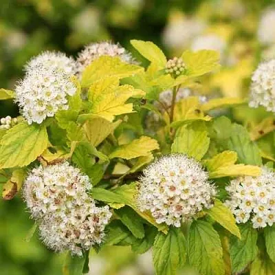 Пузыреплодник АНГЕЛ ГОЛД  Пузыреплодник АНГЕЛ ГОЛД в Сургуте