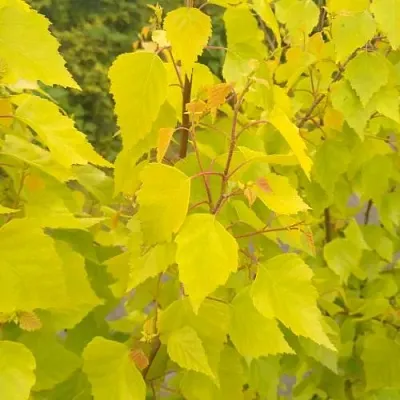 Берёза ГОЛДЕН ОБЕЛИСК повислая  в Сургуте