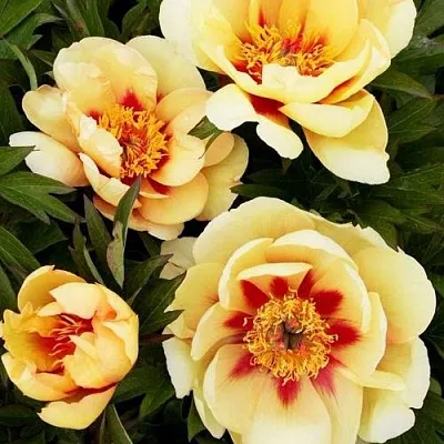 Пион БОРДЕР ЧАРМ ито-гибрид  Пион БОРДЕР ЧАРМ ито-гибрид в Сургуте