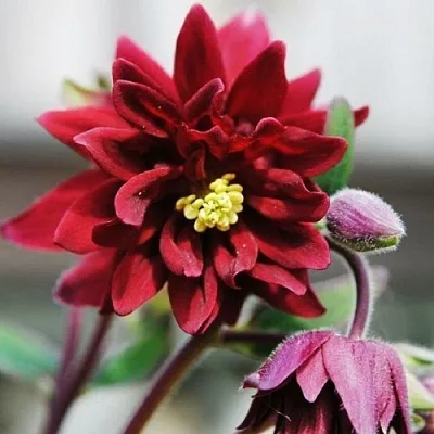 Аквилегия РУБИ ПОРТ обыкновенная  Аквилегия РУБИ ПОРТ обыкновенная в Сургуте