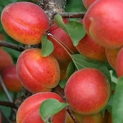 Абрикос НЬЮ-ДЖЕРСИ в Сургуте