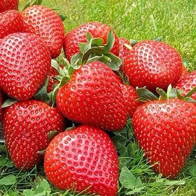 Клубника ЭЛИАНЕ в Сургуте