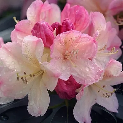 Рододендрон ПЕРСИ ВАЙСМАН в Сургуте