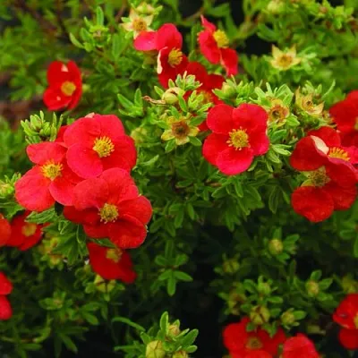 Лапчатка РЕД АЙС кустарниковая  Лапчатка РЕД АЙС кустарниковая в Сургуте