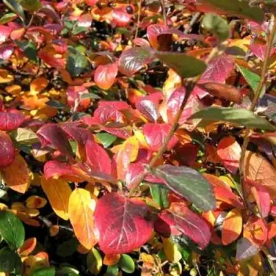 Кизильник блестящий в Сургуте