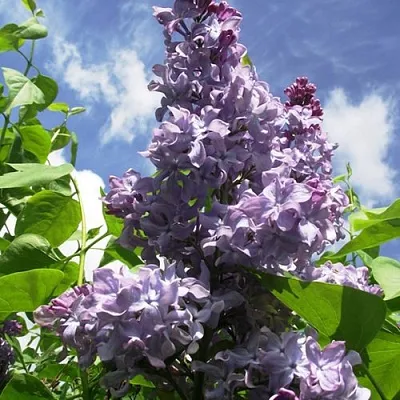 Сирень КРЫЛЬЯ НАДЕЖДЫ  Сирень КРЫЛЬЯ НАДЕЖДЫ в Сургуте