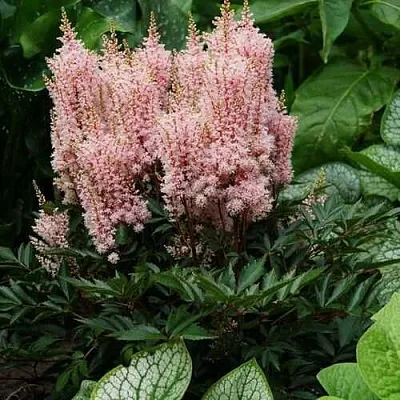 Астильба ЛУК ЭТ МИ японская  Астильба ЛУК ЭТ МИ японская в Сургуте