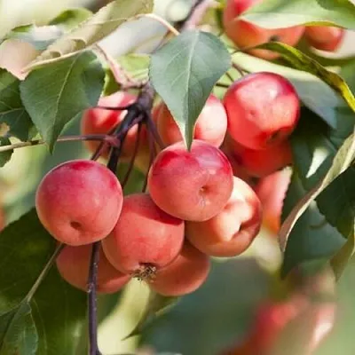 Яблоня ВИШНЕПЛОДНАЯ декоративная в Сургуте