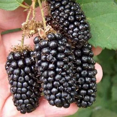 Ежевика ЛОХ НЕСС бесшипная  Ежевика ЛОХ НЕСС бесшипная в Сургуте