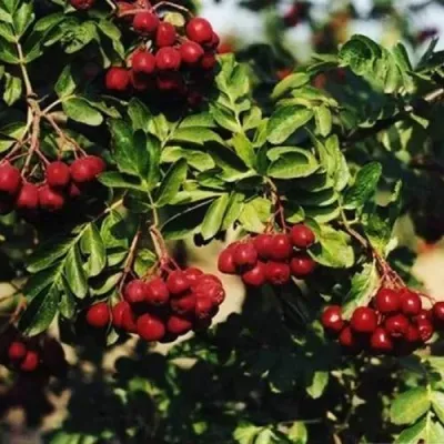 Рябина РУБИНОВАЯ сладкоплодная — описание сорта Рябина РУБИНОВАЯ сладкоплодная в Сургуте