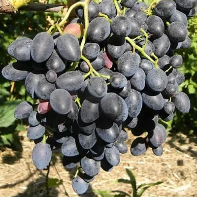 Виноград НАДЕЖДА АЗОС в Сургуте