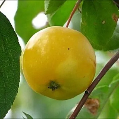Яблоня КИТАЙКА ЖЁЛТАЯ колонновидная  Яблоня КИТАЙКА ЖЁЛТАЯ колонновидная в Сургуте