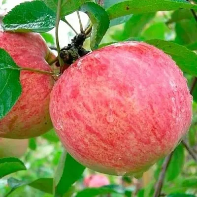 Яблоня КОРИЧНОЕ ПОЛОСАТОЕ в Сургуте