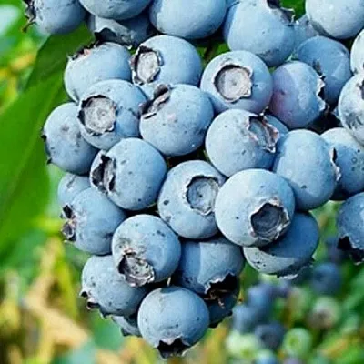 Голубика БРИГИТТА БЛЮ  Голубика БРИГИТТА БЛЮ в Сургуте