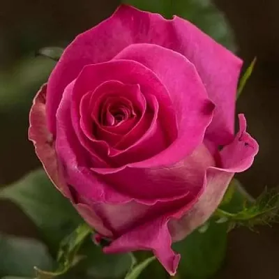 Саженцы роз ТОПАЗ чайно-гибридная  Саженцы роз ТОПАЗ чайно-гибридная в Сургуте