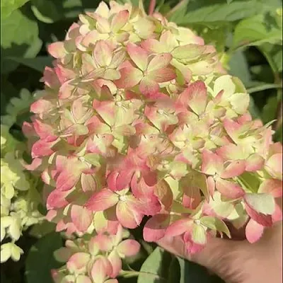 Гортензия ЛИТТЛ ЛАВ метельчатая  Гортензия ЛИТТЛ ЛАВ метельчатая в Сургуте