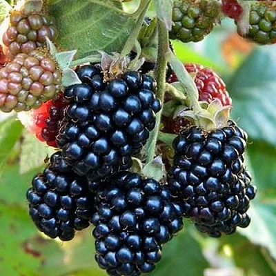 Ежевика ОУАЧИТА бесшипная  Ежевика ОУАЧИТА бесшипная в Сургуте