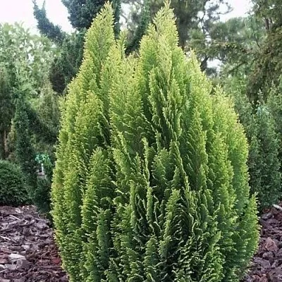 Кипарисовик ЭЛВУДИ ЭМПАЙР лавсана  Кипарисовик ЭЛВУДИ ЭМПАЙР лавсана в Сургуте