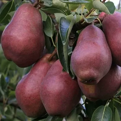 Груша РЕД ВИЛЬЯМС в Сургуте