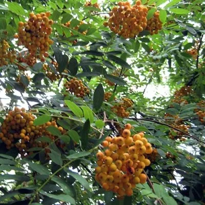 Рябина НЕВЕЖИНСКАЯ ЖЕЛТАЯ сладкоплодная в Сургуте