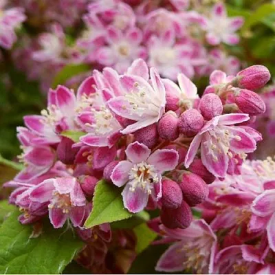 Дейция СТРОБЕРРИ ФИЛДС   Дейция СТРОБЕРРИ ФИЛДС  в Сургуте