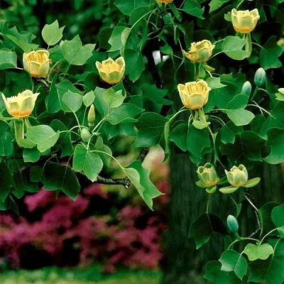 Лириодендрон  в Сургуте