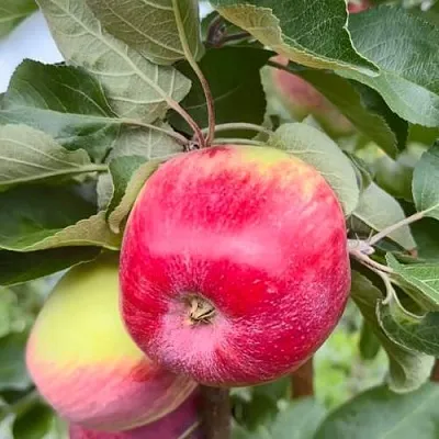 Яблоня АРБАТ колонновидная в Сургуте