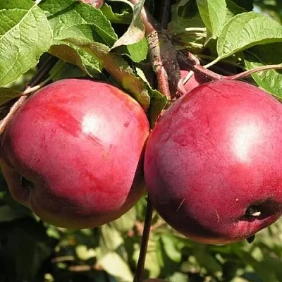 Яблоня ДАРУНАК в Сургуте