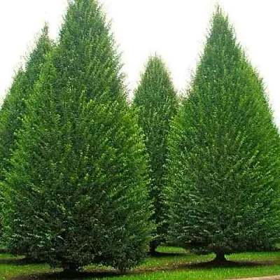 Граб   Граб  в Сургуте