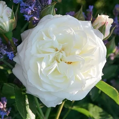 Саженцы роз АЛАБАСТЕР флорибунда  Саженцы роз АЛАБАСТЕР флорибунда в Сургуте