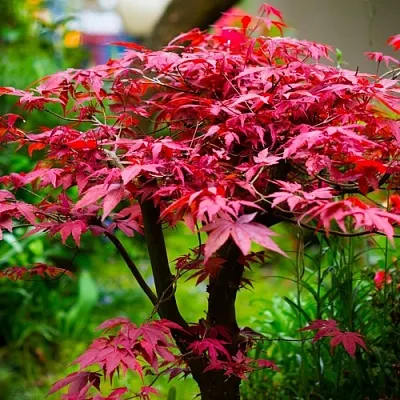 Клен дланевидный АТРОПУРПУРЕУМ  Клен дланевидный АТРОПУРПУРЕУМ в Сургуте