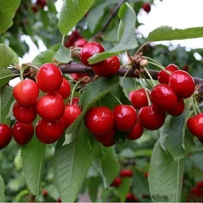 Черешня ДОНЕЦКАЯ КРАСАВИЦА в Сургуте