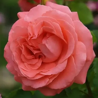 Саженцы роз ДИДИ БРИДЖУОТЕР плетистая  Саженцы роз ДИДИ БРИДЖУОТЕР плетистая в Сургуте