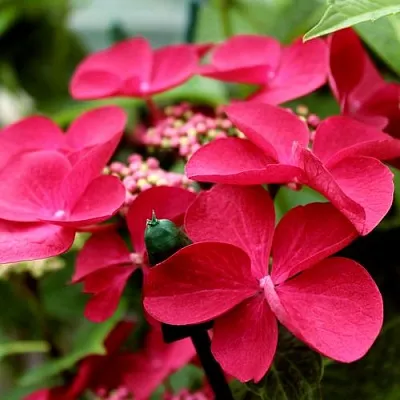 Гортензия РОТШВАНЦ крупнолистная  Гортензия РОТШВАНЦ крупнолистная в Сургуте