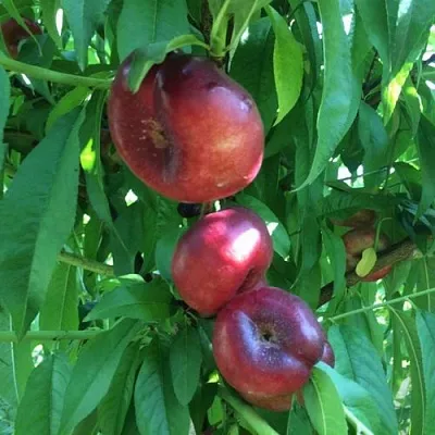 Нектарин ДОНАТ ИНЖИРНЫЙ  Нектарин ДОНАТ ИНЖИРНЫЙ в Сургуте