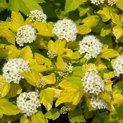 Пузыреплодник ДАРТС ГОЛД  Пузыреплодник ДАРТС ГОЛД в Сургуте